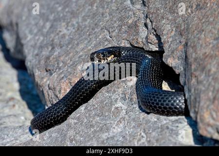 Il serpente d'erba è pronto a eliminare la vecchia pelle Foto Stock