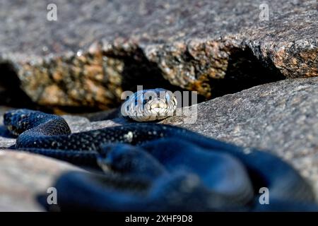 Il serpente d'erba è pronto a eliminare la vecchia pelle Foto Stock