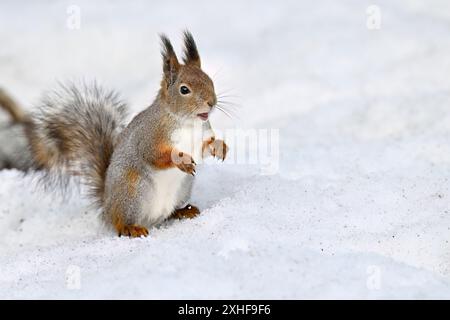 Scoiattolo sulla neve in inverno Foto Stock