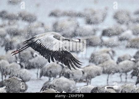 Gru eurasiatica in tempesta di neve Foto Stock