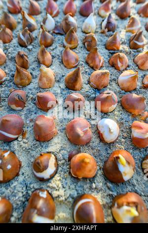 Decine di bulbi di tulipano piantati in terreno sabbioso e ben drenante. Piantare bulbi di tulipano in un letto di fiori. Tulipani crescenti. Fondo di lavori di giardinaggio di caduta. Basso Foto Stock