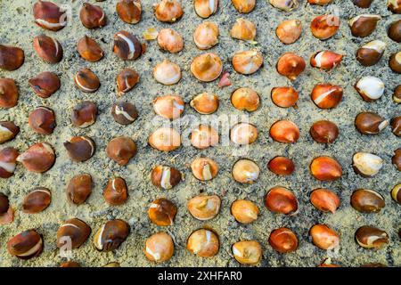 Decine di bulbi di tulipano piantati in terreno sabbioso e ben drenante. Piantare bulbi di tulipano in un letto di fiori. Tulipani crescenti. Fondo di lavori di giardinaggio di caduta. In alto Foto Stock