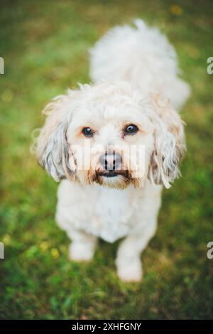 Cane havanese Foto Stock