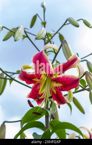 Giglio rosa e boccioli di fiori non soffiati su un ramo contro un cielo blu. Primo piano Foto Stock