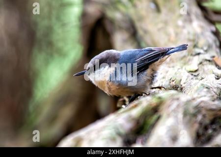 Il Pygmy Nuthatch, con le sue dimensioni compatte e il piumaggio grigio-bluastro, è stato avvistato aggrappato ad un albero di pino nel Golden Gate Park. Questa foto cattura il suo li Foto Stock