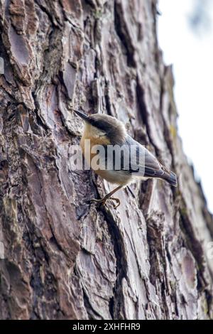 Il Pygmy Nuthatch, con le sue dimensioni compatte e il piumaggio grigio-bluastro, è stato avvistato aggrappato ad un albero di pino nel Golden Gate Park. Questa foto cattura il suo li Foto Stock