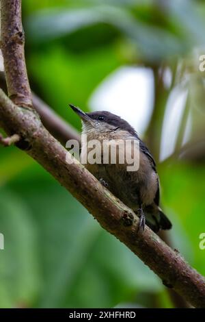 Il Pygmy Nuthatch, con le sue dimensioni compatte e il piumaggio grigio-bluastro, è stato avvistato aggrappato ad un albero di pino nel Golden Gate Park. Questa foto cattura il suo li Foto Stock