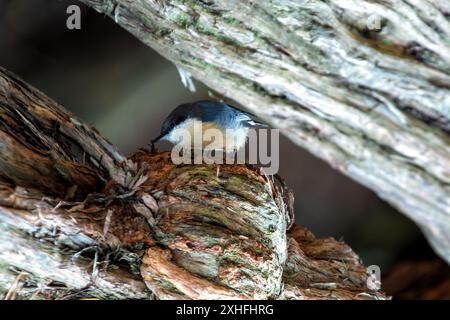 Il Pygmy Nuthatch, con le sue dimensioni compatte e il piumaggio grigio-bluastro, è stato avvistato aggrappato ad un albero di pino nel Golden Gate Park. Questa foto cattura il suo li Foto Stock