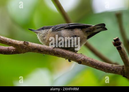 Il Pygmy Nuthatch, con le sue dimensioni compatte e il piumaggio grigio-bluastro, è stato avvistato aggrappato ad un albero di pino nel Golden Gate Park. Questa foto cattura il suo li Foto Stock