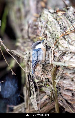 Il Pygmy Nuthatch, con le sue dimensioni compatte e il piumaggio grigio-bluastro, è stato avvistato aggrappato ad un albero di pino nel Golden Gate Park. Questa foto cattura il suo li Foto Stock