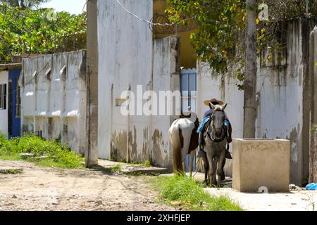 Cartagena, Colombia - 24 gennaio 2024: Cavalli all'ombra di edifici in una strada nella comunità di pescatori di la Boquilla Foto Stock
