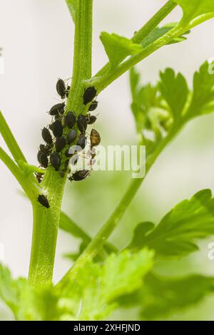 Fagioli neri infestazione. Formiche che tendono alla colonia di afidi su uno stelo di fiori. Fidi e formiche da vicino. Foto Stock