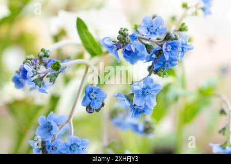 I cinesi non mi dimenticano, Cynoglossum amabile. Delicati piccoli fiori blu. Foto Stock