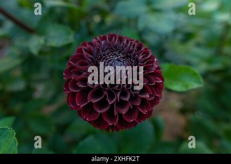 Jowey Mirella dahlia fiore. Splendida varietà di palle Bordeaux scuro dahlia da vicino. Foto Stock