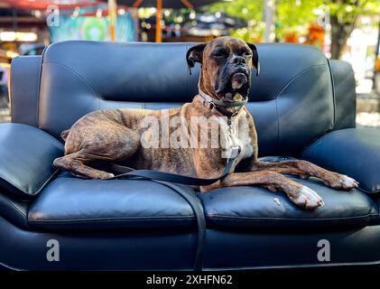 Un rilassato cane brindle boxer seduto su un divano in pelle nera all'aperto con uno sfondo sfocato Foto Stock