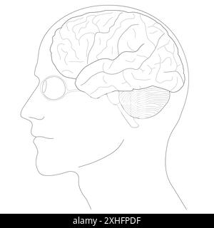 Illustrazione della struttura anatomica del cervello umano Illustrazione Vettoriale