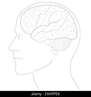 Diagramma anatomico del cervello umano, line art Illustrazione Vettoriale