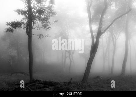 Riserva Kabini. India. Foto Stock