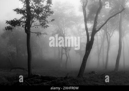 Riserva Kabini. India. Foto Stock