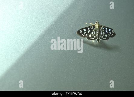 Crambid Moth o farfalla notturna con colore bianco e nero appeso su un'auto color argento di notte Foto Stock