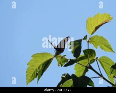 Porpora macchiata rossa dell'Arizona (Limenitis arthemis arizonensis) Foto Stock