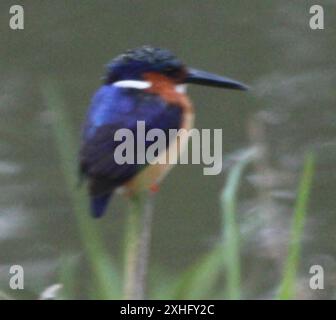 Kingfisher malgascio (Corythornis vintsioides) Foto Stock