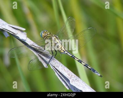 Lungo (Skimmer Orthetrum trinacria) Foto Stock