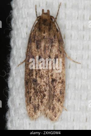 Brown House Moth (Hofmannophila pseudospretella) Foto Stock