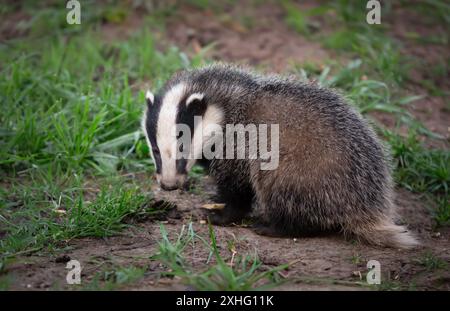 Badger Cub, nome scientifico: Meles Meles. Primo piano di un piccolo e soffice cucciolo di tasso, invecchiato per circa 12 settimane in un habitat boschivo naturale. Preso con lungo l Foto Stock