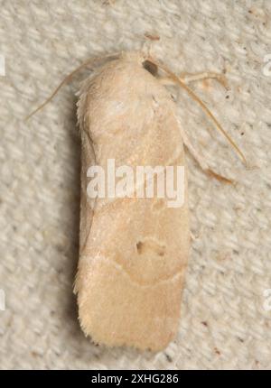 American Dun-bar Moth (Cosmia calami) Foto Stock