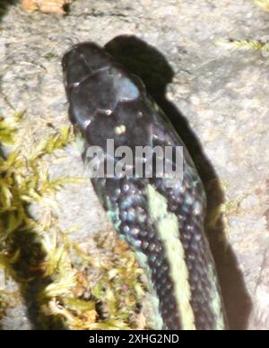 Puget Sound Garter Snake (Thamnophis sirtalis pickeringii) Foto Stock