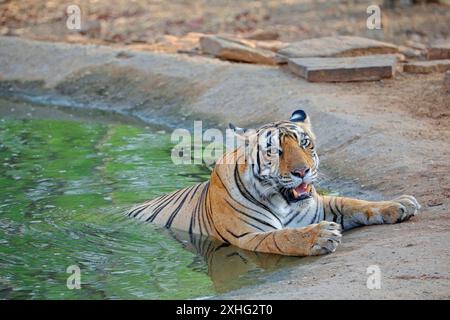 Una Tigress adulta di prima qualità che si raffredda in un'annaffiata intera in una calda giornata estiva. Foto Stock