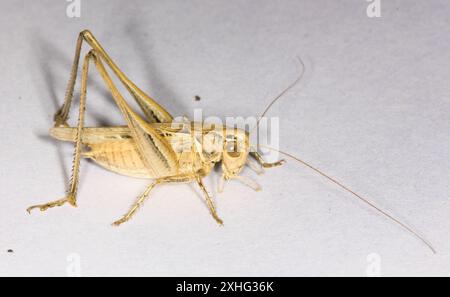 Cespuglio-cricket maculato (Tessellana tessellata) Foto Stock