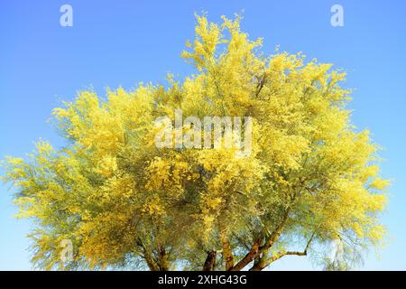 Palo Verde, deserto di Sonora a metà estate Foto Stock