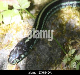 Puget Sound Garter Snake (Thamnophis sirtalis pickeringii) Foto Stock