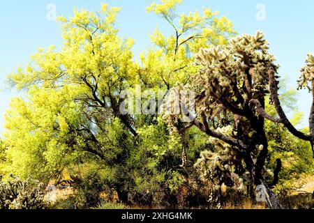 Palo Verde, deserto di Sonora a metà estate Foto Stock