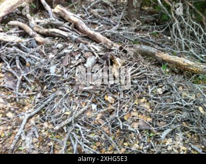 Woodrat dai piedi ciechi (ricette di Neotoma) Foto Stock