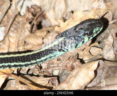 Puget Sound Garter Snake (Thamnophis sirtalis pickeringii) Foto Stock