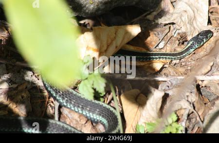 Puget Sound Garter Snake (Thamnophis sirtalis pickeringii) Foto Stock