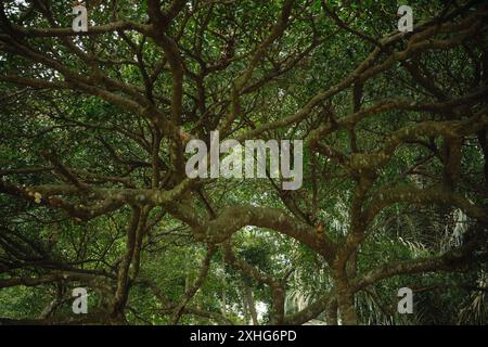 Il riflesso della luce del sole nei rami di un grande e antico albero nel mezzo della foresta tropicale Foto Stock