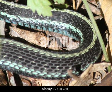 Puget Sound Garter Snake (Thamnophis sirtalis pickeringii) Foto Stock