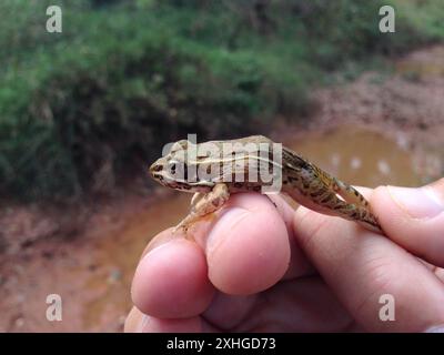 Rana leopardo delle pianure (Lithobates blairi) Foto Stock