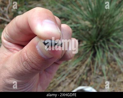 Scarabeo tigre forato (Cicindela punctulata) Foto Stock