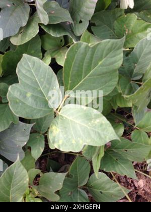 Kudzu Bean (Pueraria montana lobata) Foto Stock