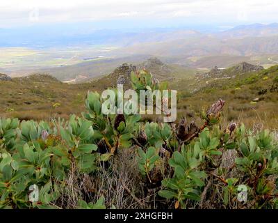 Red Sugarbush (Protea Grandiceps) Foto Stock