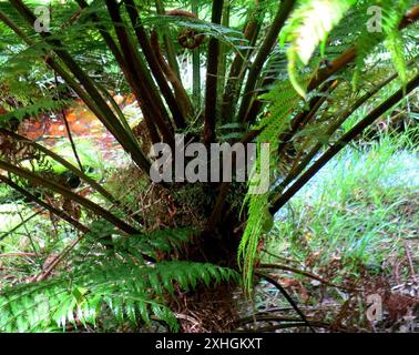 Felce forestale (Cyathea capensis) Foto Stock