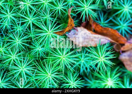 Muschio verde a forma di stella con foglie autunnali cadute in primo piano Foto Stock
