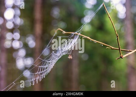 Zanzare incastrate in una ragnatela bagnata in una foresta Foto Stock