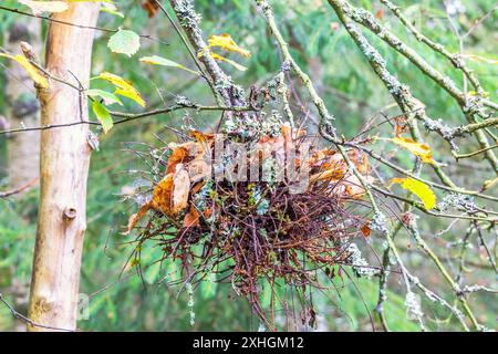 Scopa della strega in un albero di betulla in autunno Foto Stock