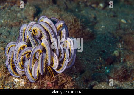 Crinoid, Feather Star, Comasteridae, Anilao, Batangas, oceano Indo-pacifico, Filippine, Asia Foto Stock